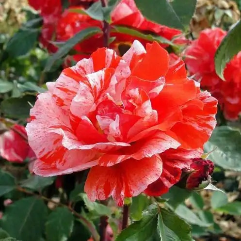 Trandafir cu parfum discret - Trandafiri - City of Carlsbad™ - Trandafiri online
